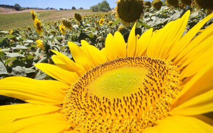 como-plantar-girassol Espécie-de-girassol-gigante-florido