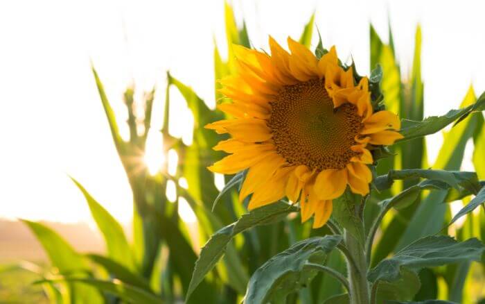 Origem-do-girassol Jardim-de-girassóis