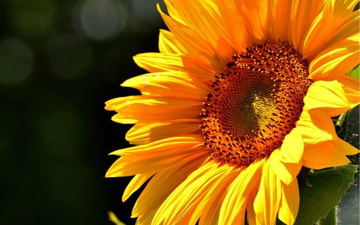 Florescimento-do-girassol Flor-de-girassol