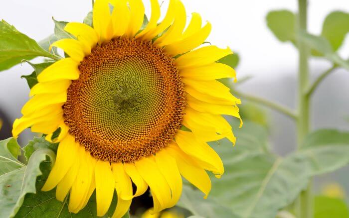 Curiosidades-sobre-o-girassol Pé-de-girassol-com-folhas-flores-e-sementes-ainda-em-desenvolvimento