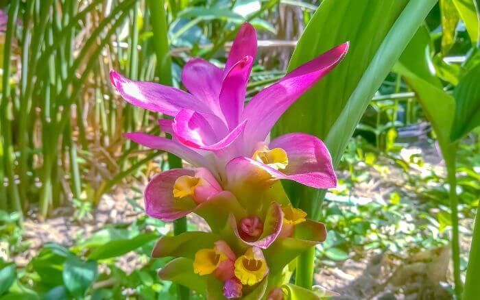 Pé de Cúrcuma, planta Curcuma longa L. florido, crescendo em um jardim.