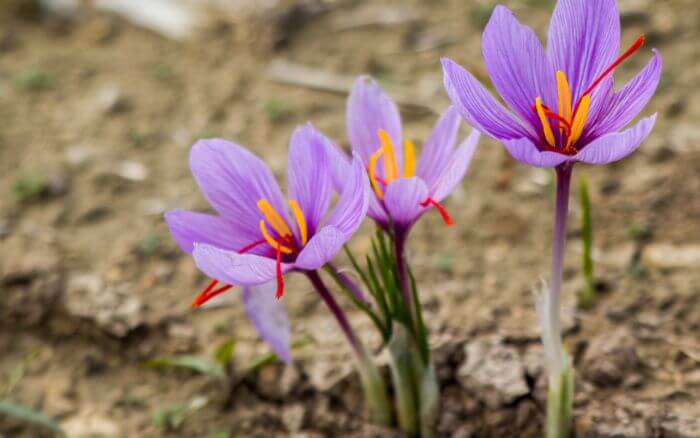 Flor de Açafrão verdadeiro, crescendo no solo.