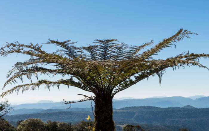 O xaxim era extraído da Samambaiaçu imperial, até sua extração ser proibida no Brasil, por risco de extinção da espécie. Samambaiaçu imperial, espécie de samambaia ameaçada de extinção, crescendo em seu habitat natural.