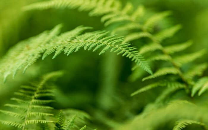 Samambaias, dicas para cultivar essas plantas pré-históricas. folha-de-samambaia-em-close-up
