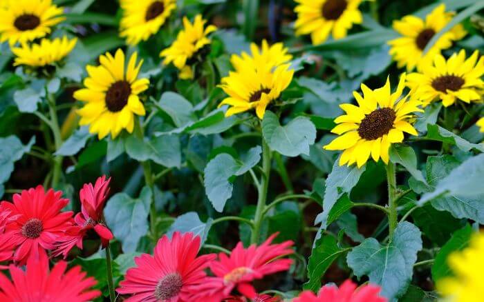Como-plantar-e-cuidar-de-girassóis Espécies-de-girassol-com-flores-amarelas-e-flores-vermelhas
