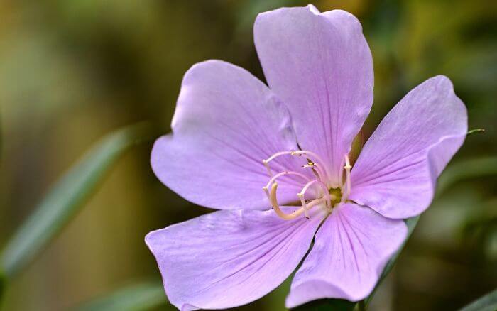 Descubra as diferentes espécies de manacá-da-serra e suas características únicas de flores e folhagem. Manacá da Serra, flores da espécie de manacá gigante.