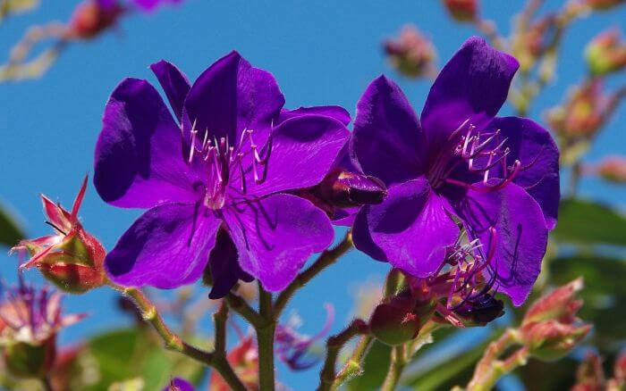 As flores do manacá-da-serra-anão atraem borboletas e polinizadores, animando qualquer ambiente. O Manacá da Serra Anão é o único tipo de manacá que floresce no inverno.