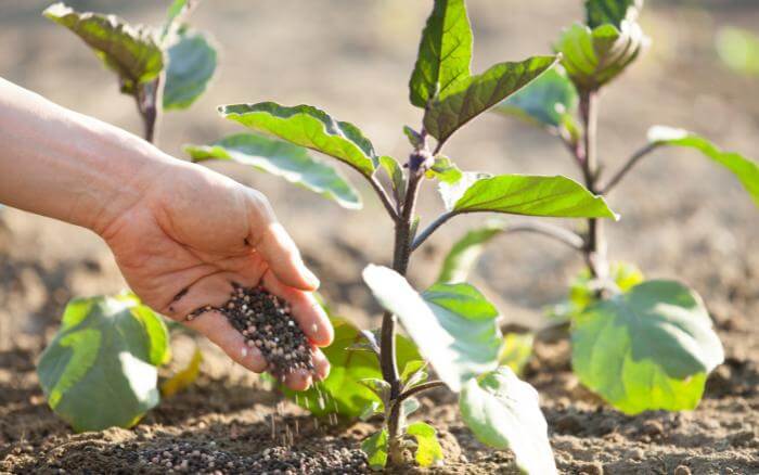 Pessoa adubando mudas de planta na horta ao entardecer.