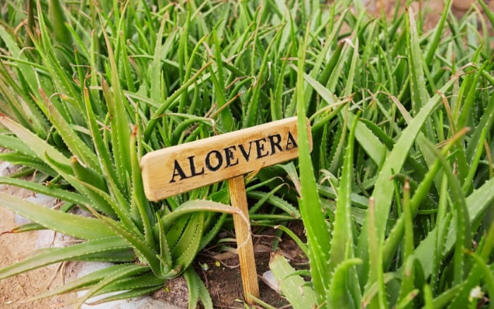 A Aloe Vera é um anti-inflamatório, antioxidante e cicatrizante usado na medicina Ayurveda. Cultivo Caseiro de Aloe Vera.