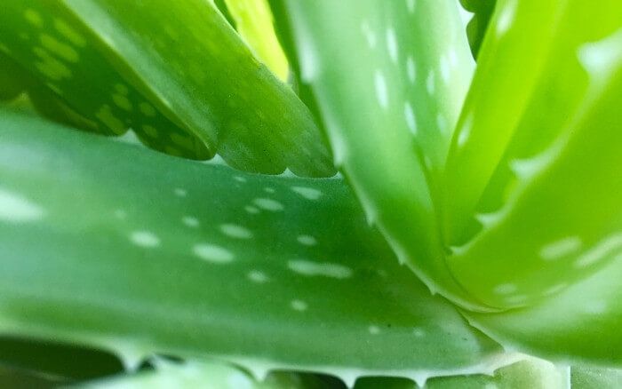 As propriedades hidratantes da Aloe Vera são usadas para fins estéticos, como tratar os cabelos e a pele e também para fins medicinais, como auxiliar no tratamento da Psoríase por exemplo. Caule central da planta Aloe Vera em close up.