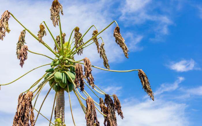 Mamoeiro cultivado em jardim com todas suas folhas murchas e secas devido ao calor excessivo e a falta de rega.