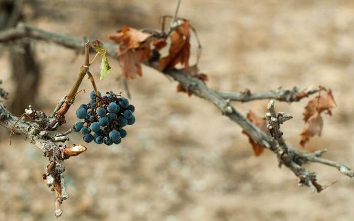 Parreira com cacho de uvas deformado e subdesenvolvido, com folhas secas pelo excesso de calor e falta de água.