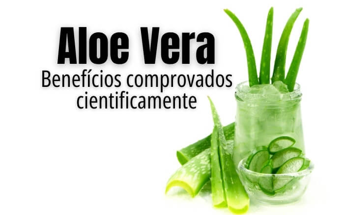 A Aloe Vera tem propriedades hidratantes, cicatrizantes, anti-inflamatórias, antivirais, esses são alguns dos usos medicinais do gel da babosa com comprovação científica. Imagem de Folhas de Aloe Vera em recipiente incolor sobre fundo branco, fazendo alusão a os estudos científicos sobre os benefícios do gel da Babosa.