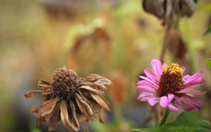 Flores murchas, queimadas e apodrecidas por ação do calor excessivo.
