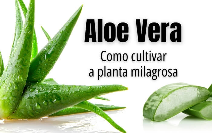 A Aloe Vera é uma planta medicinal fácil de cuidar, ela é uma planta suculenta que se adapta a diversas condições de cultivo, desde que não seja mantida em solos encharcados. Muda de Aloe Vera sobre fundo branco, com o texto: Como cultivar a planta milagrosa. Fazendo alusão aos benefícios curativos do Gel de Babosa.