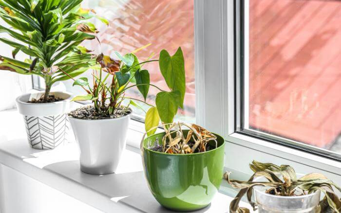 Plantas de sombra cultivadas em vaso dentro de casa junto a janela, com folhas queimadas devido ao excesso de luz solar.