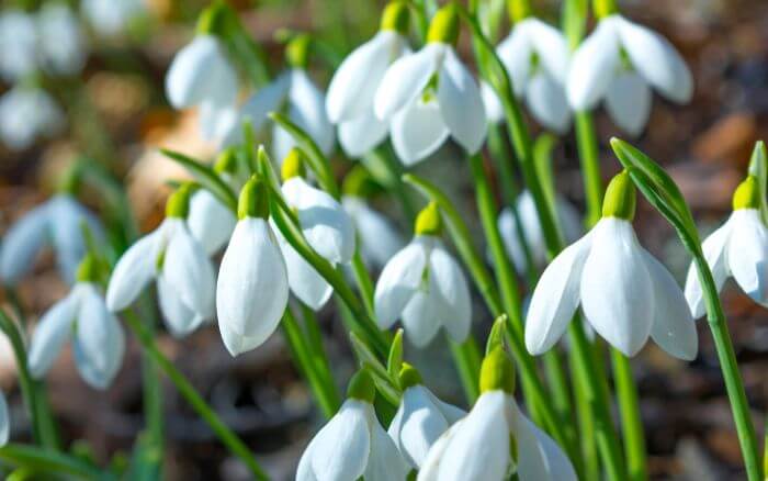 Simbologias-da-flor-Snowdrop-no-K-drama-Snowdrop Flor-Snowdrop-simbolo-de-superacao-esperanca-que-intitula-o-k-drama-coreano-Snowdrop