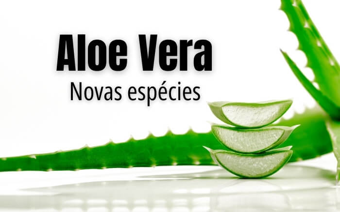 O cultivo da Aloe Vera vem sendo beneficiado pelo desenvolvimento de novos cultivares da planta mais resistentes à pragas e doenças comuns. Imagem de uma folha de Aloe Vera em ponto de colheita, ao lado do texto: Aloe Vera novas espécies. Fazendo alusão as cultivares de Aloe Vera com melhoramento genético que vem sendo desenvolvidas para otimizar o cultivo da planta.