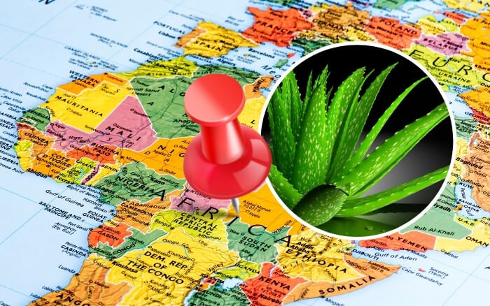 A África é o continente com o maior numero de plantas do gênero Aloe e local de de origem da Aloe Vera. Mapa da África com um planta Aloe Vera em destaque sobre ele.