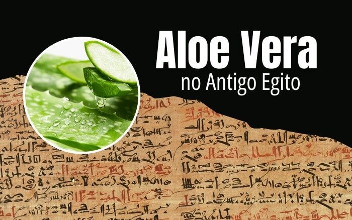 Os benefícios da Aloe Vera para o tratamento de queimaduras na pele e cicatrização de feridas, entre outros usos no Antigo Egito, está registrado no Papiro de Ebers. imagem do Papiro de Ebers, texto médico do antigo Egito que contém mais de setenta receitas sobre o uso medicinal da Aloe Vera.