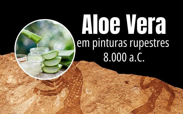 Os benefícios medicinais do Gel da Babosa, são conhecidos a milhares de anos. Uso medicinal da Aloe Vera retratado em pinturas rupestres africanas.