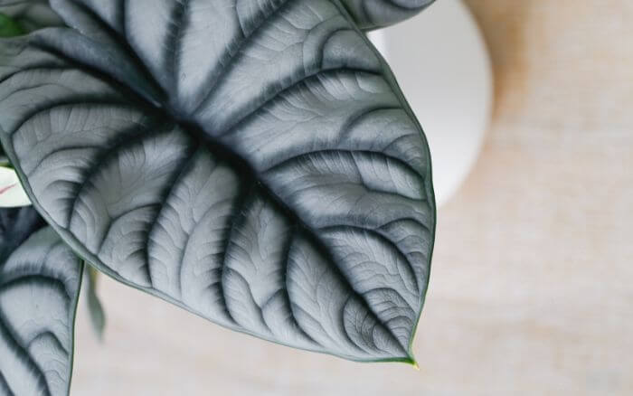Alocasia silver-dragon em close-up detalhando suas nervuras salientes.