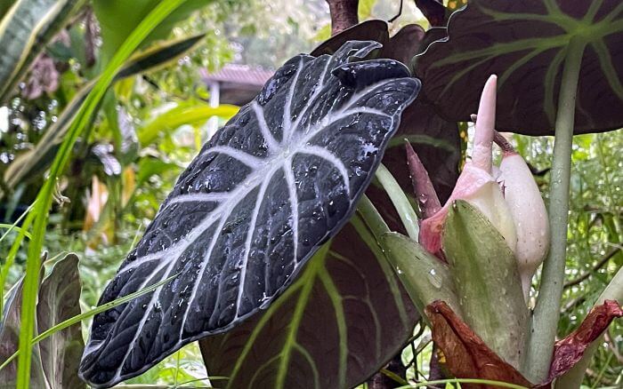 Alocasia black velvet com floração, decorando jardim sombreado.