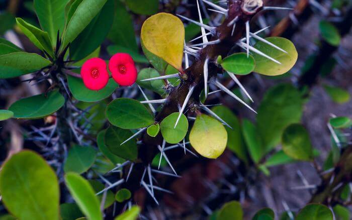 coroa-de-cristo-com-espinhos-e-folhas-em-destaque-e-apenas-um-par-de-flores-vermelhas