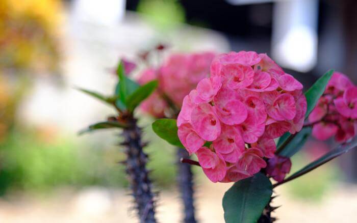 coroa-de-cristo-com-galho-repleto-de-espinhos-poucas-folhas-e-muitas-flores-rosadas-na-extremidade
