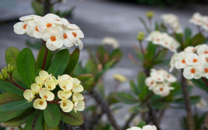plantas-coroa-de-cristo-em-jardim-ornamental-com-flores-verdes-brancas-e-amarelas