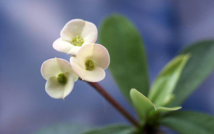 coroa-de-cristo-com-flores-brancas-e-folhas-em-close-up