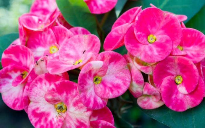 coroa-de-cristo-com-flores-rajadas-de-branco-e-rosa-e-pequenas-formigas-andando-sobre-elas