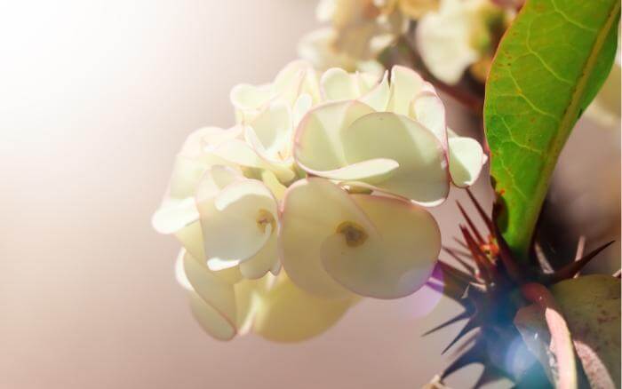 coroa-de-cristo-com-um-buquê-de-flores-brancas-na-ponta-de-um-ramo-espinhoso