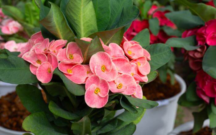 Coroa-de-cristo-crescendo-em-vaso-com-flores-rosadas