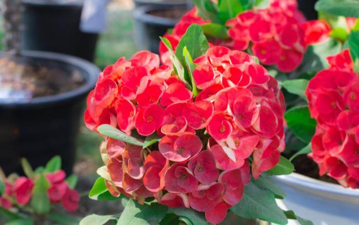 coroa-de-cristo-crescendo-em-vaso-em-fase-de-floração-com-flores-vermelhas-rajadas-de-branco