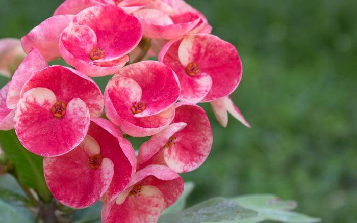 coroa-de-cristo-com-flores-brancas-e-rosadas