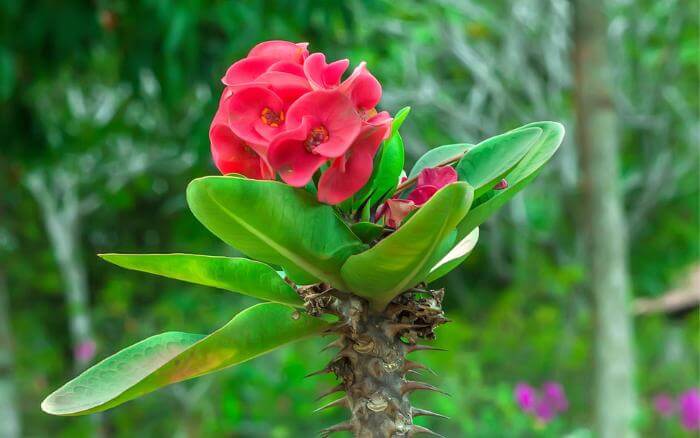 coroa-de-cristo-florida-com-flores-vermelhas