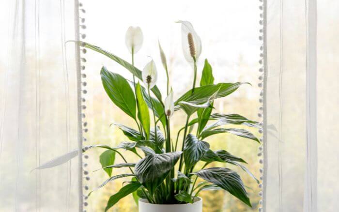 Além de purificar o ar acredita-se que o lírio-da-paz é uma planta que atrai energias positivas. lirio-da-paz-crescendo-em-vaso-junto-a-janela