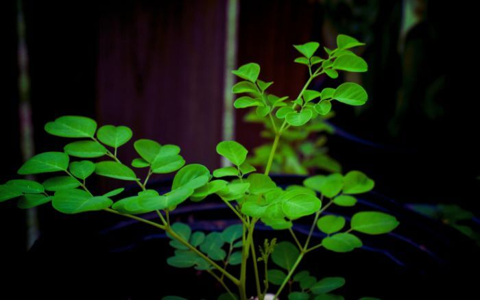 moringa-oleifera-crescendo-em-vaso
