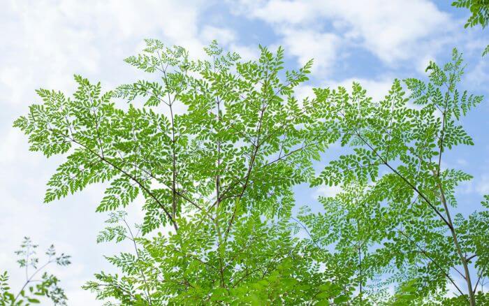 arvore-moringa-oleifera-cultivada-no-solo-com-porte-plenamente-desenvolvido