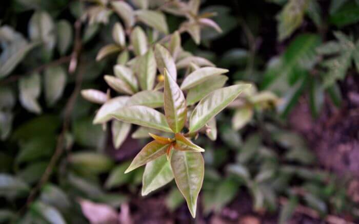 ora-pro-nobis-planta-nativa-do-brasil