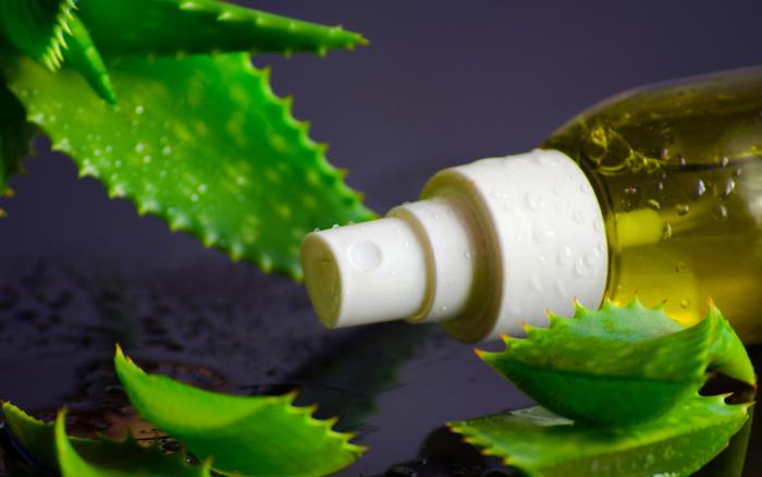 Receita-caseira- de-shampoo-anticaspa-feita-com-Aloe-vera Folhas de Aloe Vera.