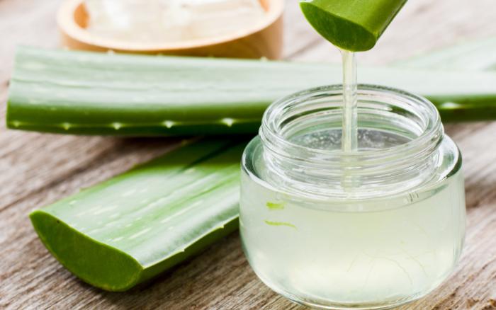 Receita-caseira-para-eliminar-a-caspa-com-Aloe-vera Folhas e gel de Aloe Vera.