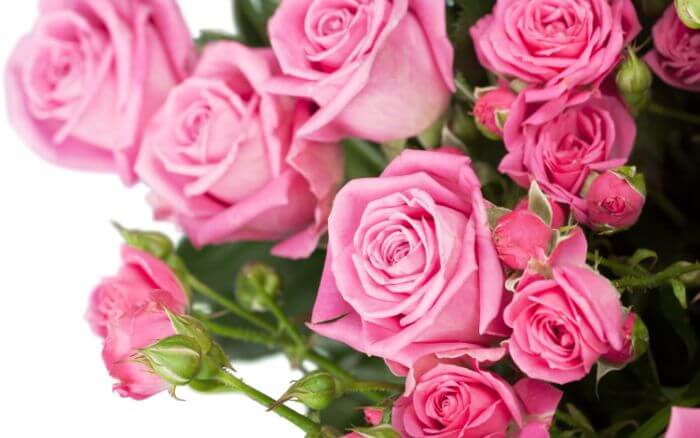 buque-de-rosas-rosas-simbolo-de-amor-gentil-e-gratidao