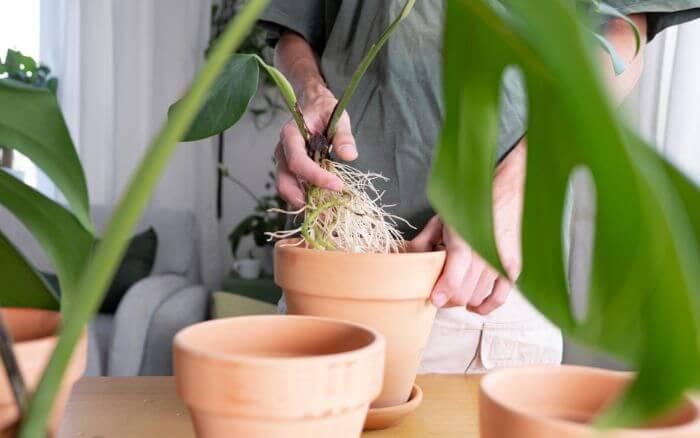 propagacao-costela-de-adao-por-divisao-de-touceira-pessoa-fazendo-o-plantio-das-novas-mudas-em-vaso