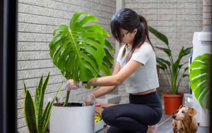 propagacao-costela-de-adao-por-folha-no-solo-imagem-de-pessoa-demonstrando-a-forma-correta-de-plantio-para-enraizamento-da-muda
