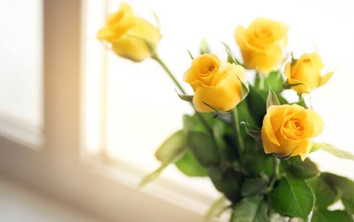 rosas-amarelas-em-um-vaso-simbolo-de-amizade-e-felicidade