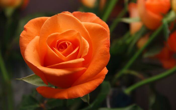 rosa-laranja-em-close-up-simbolo-de-criatividade-e-entusiasmo