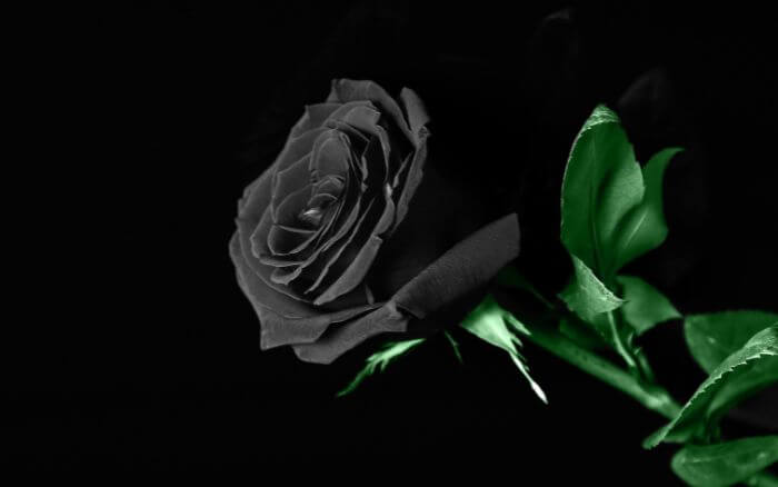 rosa-negra-em-close-up-simbolo-de-elegancia-e-luto