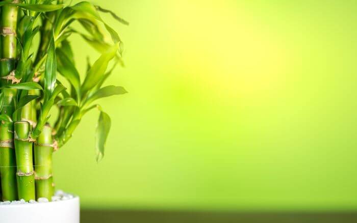 O bambu da sorte além de purificar o ar dos espaços internos, contribui para harmonizar a energia do ambiente, e é muito usado em decorações Zen. Clean ou Minimalista.